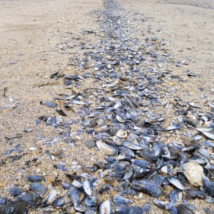 Mussel shells